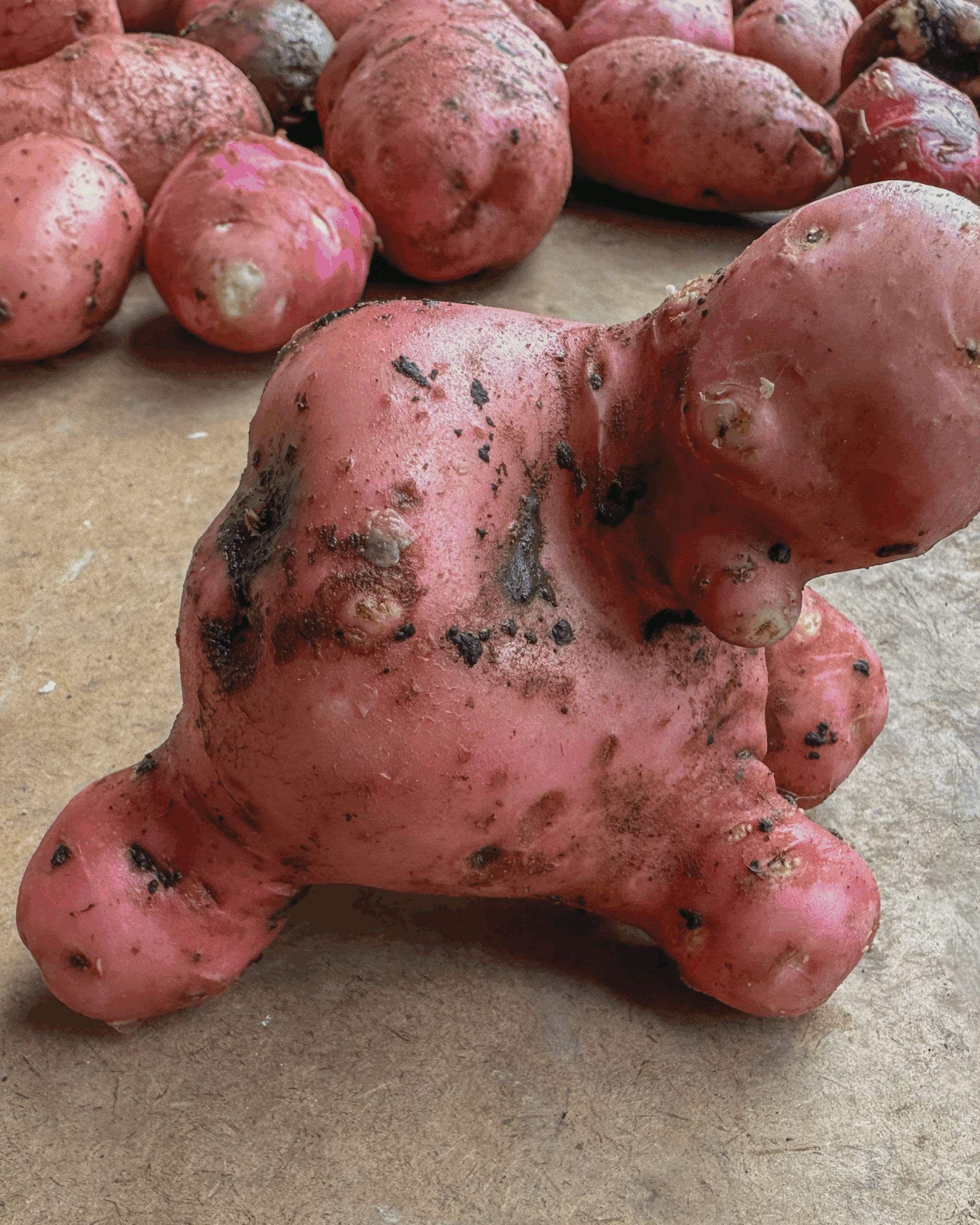 00_FGA25_OCTSOCIALS2-26 Feeding Georgia Farm to Food Bank